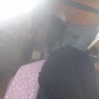 Eskelaswd