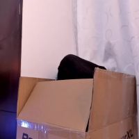 Miagate